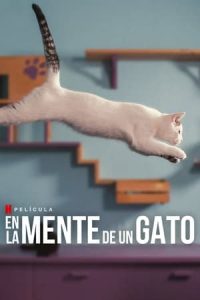 En la mente de un gato [Spanish]